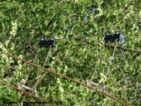 Imagine atasata: Extindere troleibuz Calea Lipovei - 2015.06.15 - 58.jpg